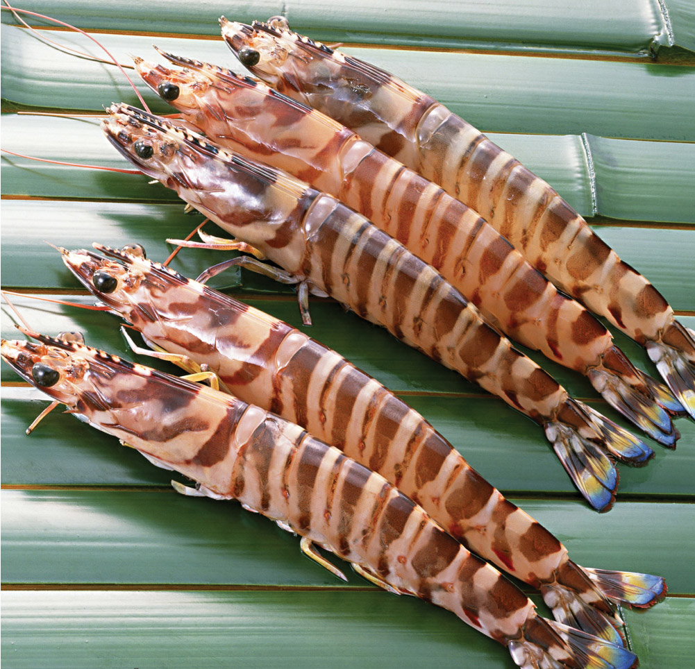 海里的竹节虾图片